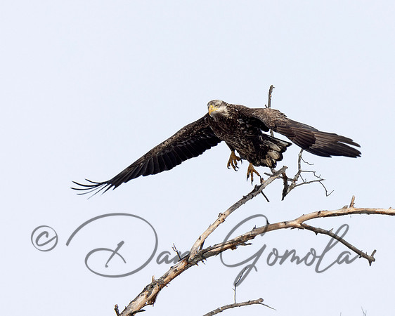 Bald Eagle