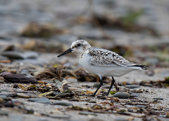 Sanderling