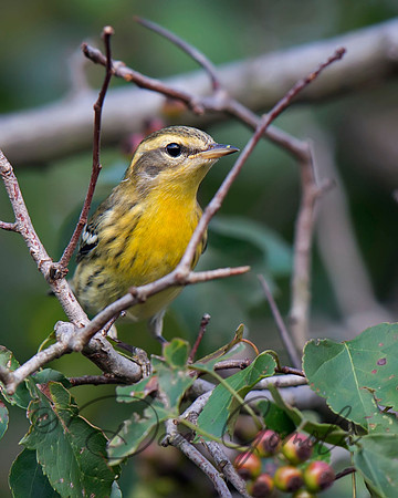 Blackburnian Warbler