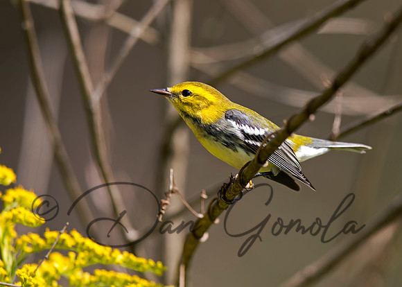 Black-throated Green Warbler