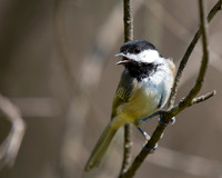 Black-capped Chickadee