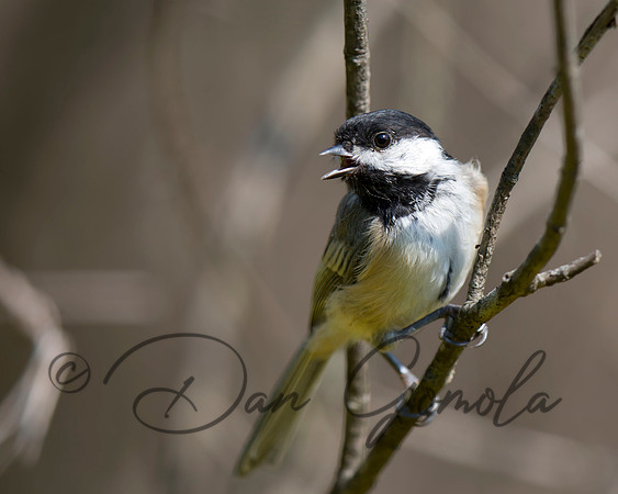 Black-capped Chickadee