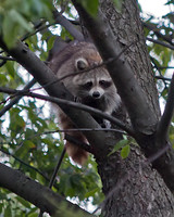Raccoon