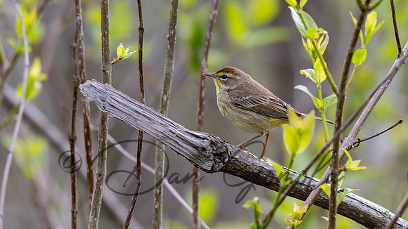 Palm Warbler