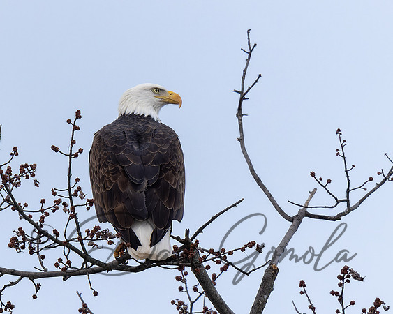 Bald Eagle