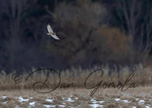 Short-eared Owl