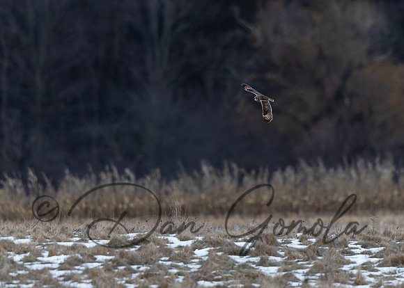 Short-eared Owl