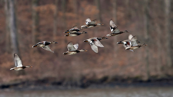 Mallard Ducks