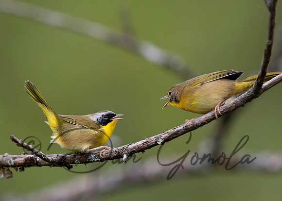 Common Yellowthroat