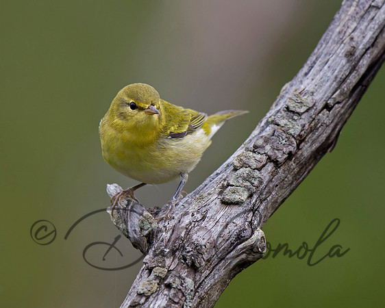 Tennessee Warbler