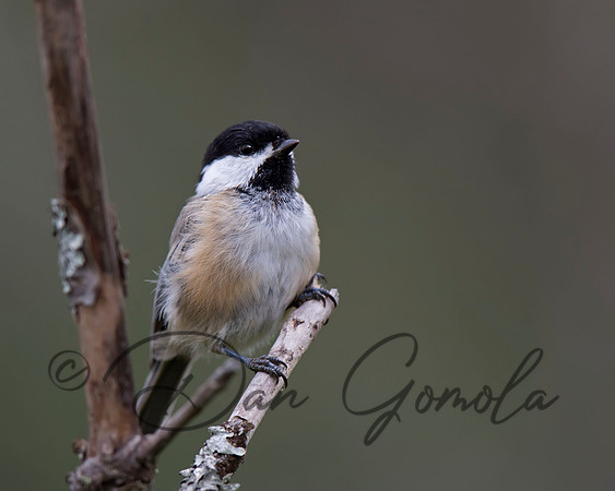 Black-capped Chickadee
