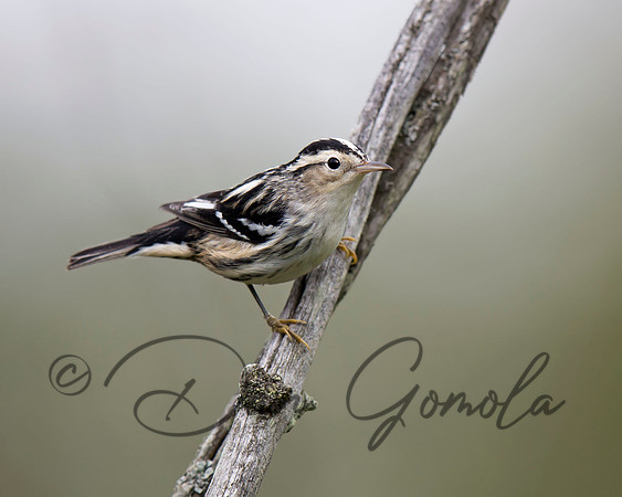 Black-and-white Warbler
