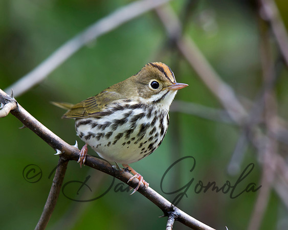 Ovenbird