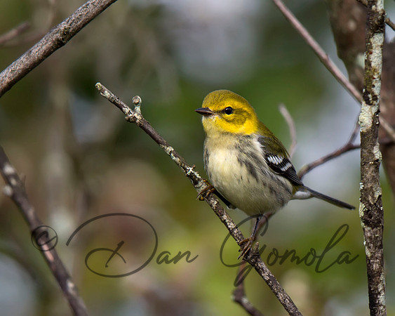 Black-throated Green Warbler