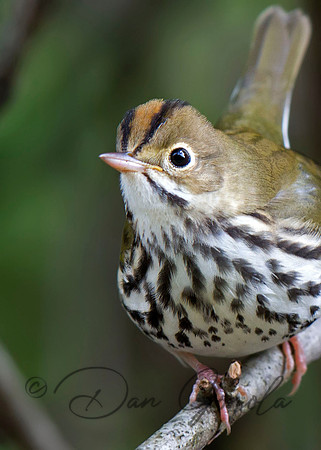 Ovenbird