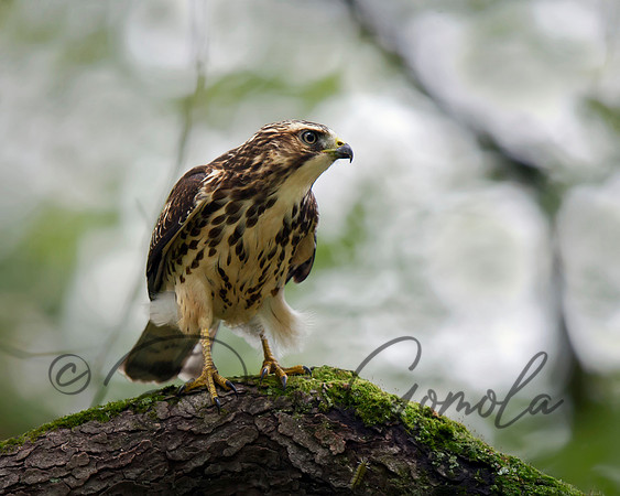 Broad-winged Hawk