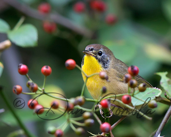 Common Yellowthroat