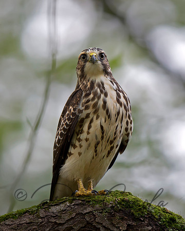 Broad-winged Hawk