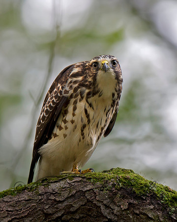 Broad-winged Hawk