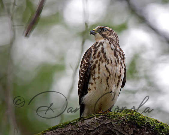 Broad-winged Hawk