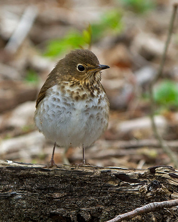 Swainson's Thrush