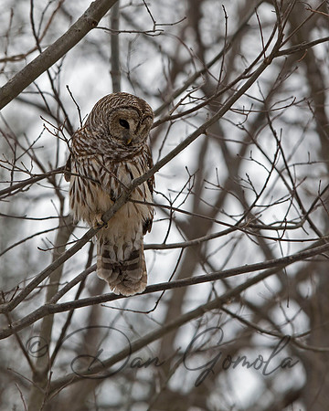 Barred Owl