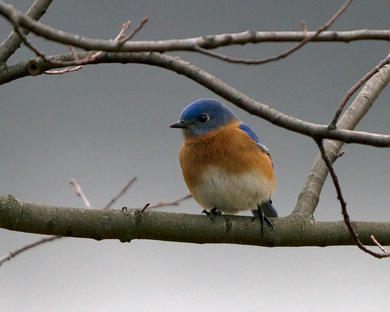 Eastern Bluebird