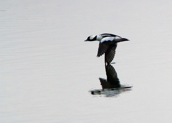 Bufflehead