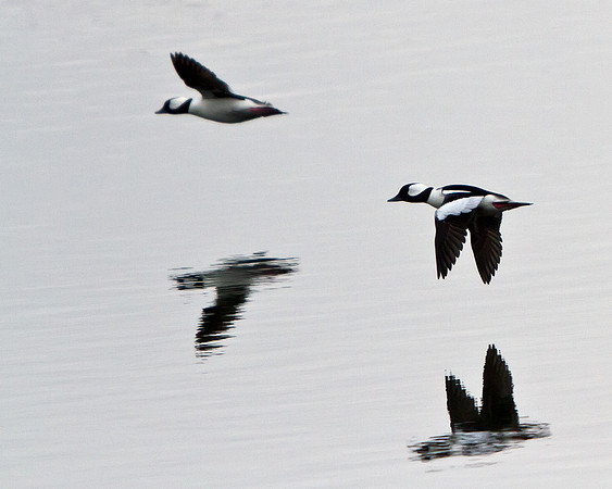 Bufflehead
