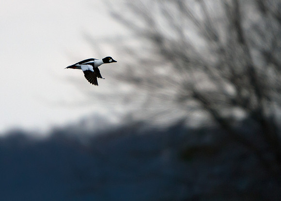 Common Goldeneye