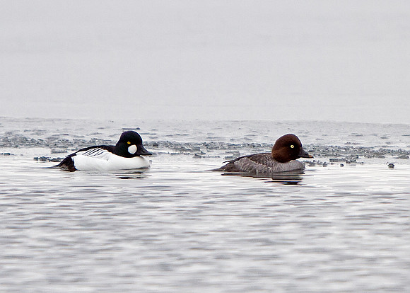 Common Goldeneye