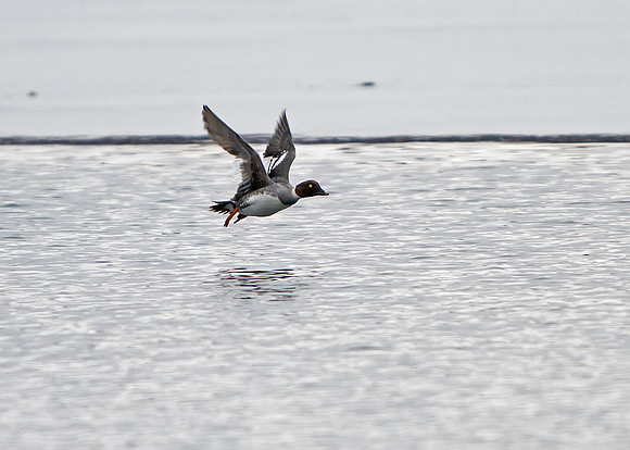Common Goldeneye (Female)