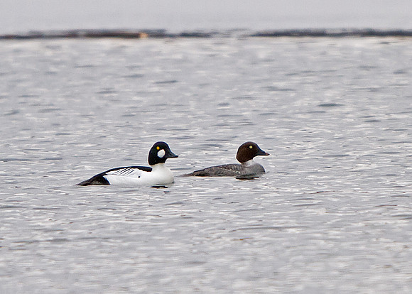 Common Goldeneye