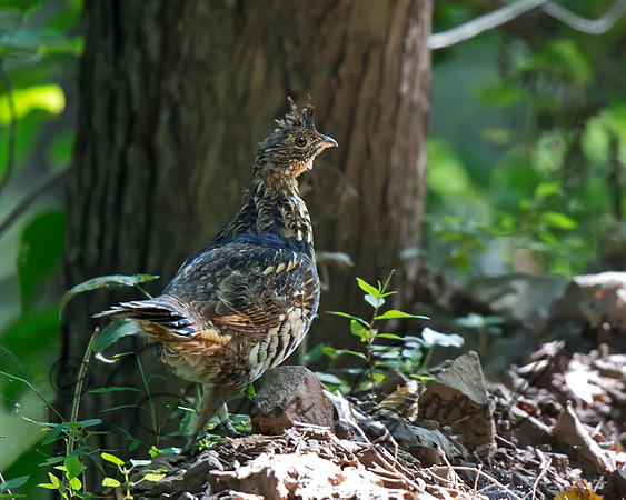 Ruffed Grouse