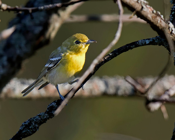 Yellow-throated Vireo