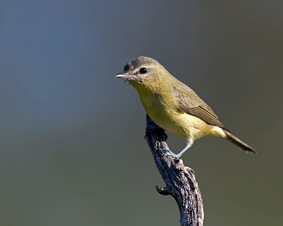 Philadelphia Vireo