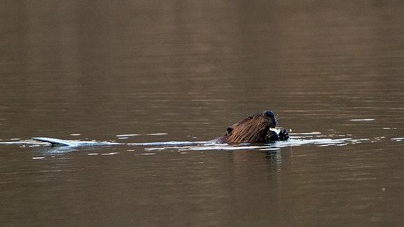 Beaver