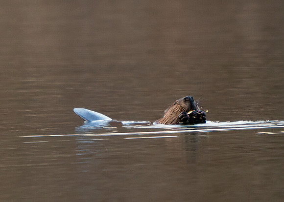Beaver