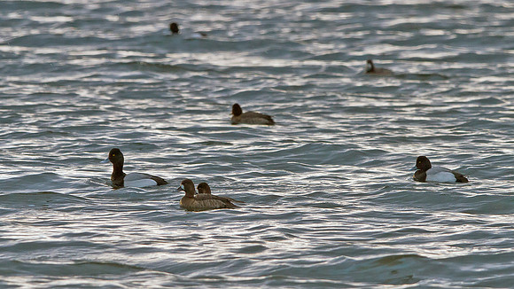 Lesser Scaup
