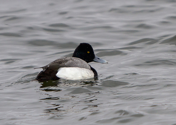 Lesser Scaup