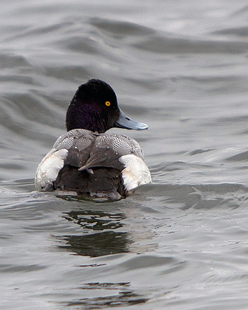 Lesser Scaup