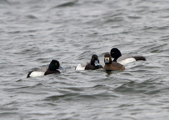 Lesser Scaup