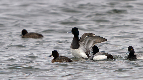 Lesser Scaup