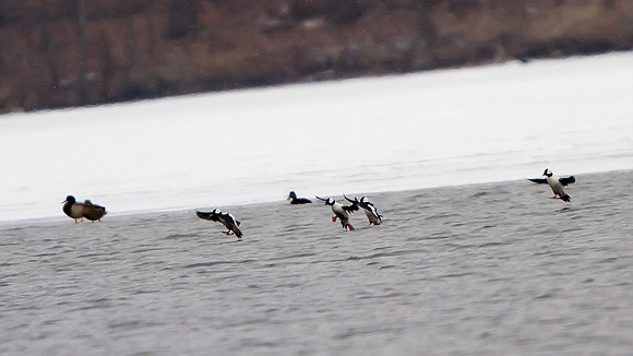 Bufflehead