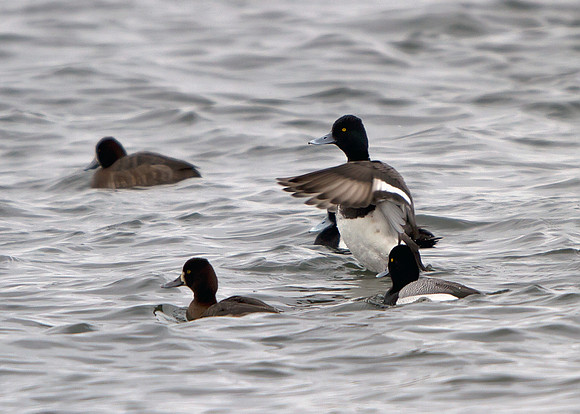 Lesser Scaup