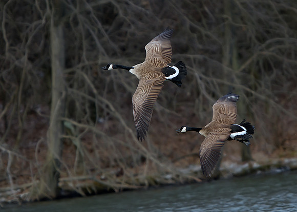 Canada Goose