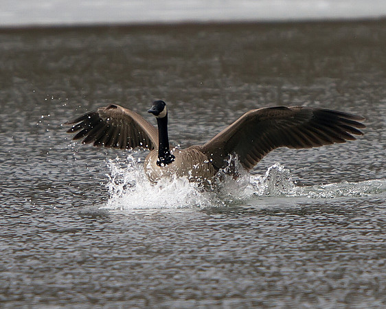 Canada Goose