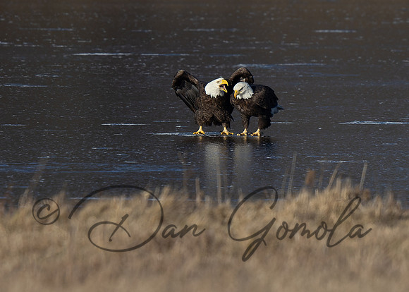 Bald Eagle