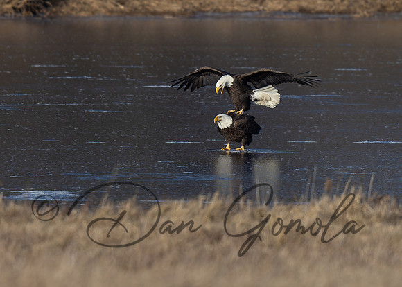 Bald Eagle