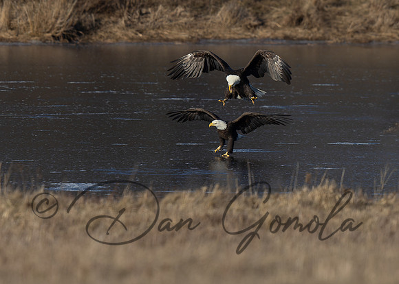 Bald Eagle